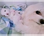 Small Photo #2 Maltese Puppy For Sale in PISCATAWAY, NJ, USA