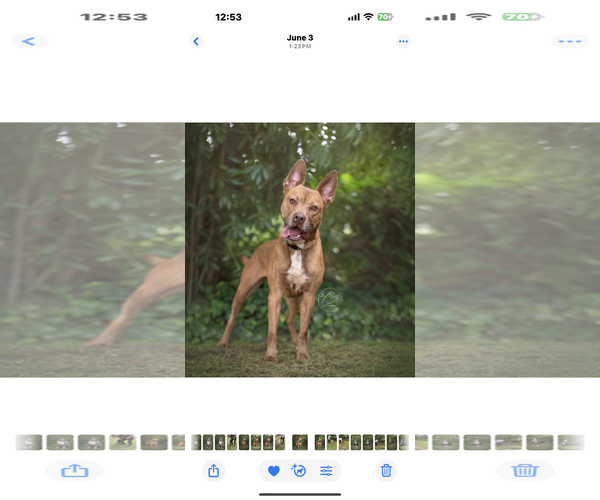 Medium Photo #4 Mutt Puppy For Sale in Marina Del Rey, CA, USA