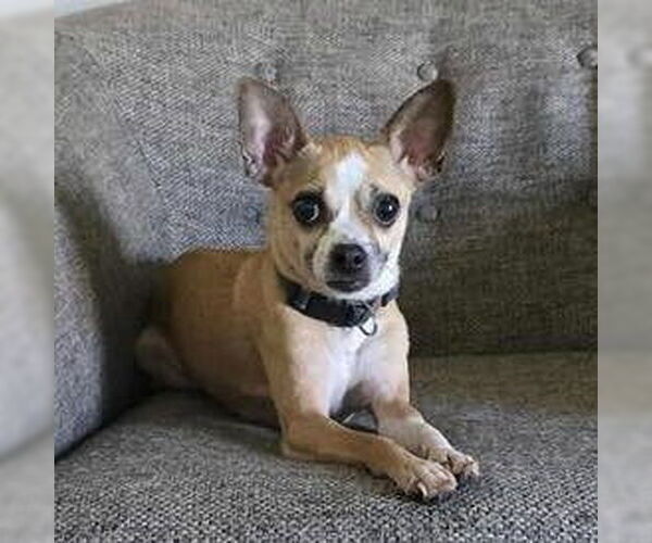 Medium Photo #1 Chiweenie Puppy For Sale in Claremore, OK, USA