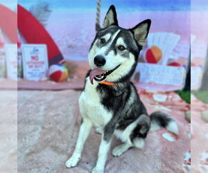 Siberian Husky Dogs for adoption in Long Beach, CA, USA