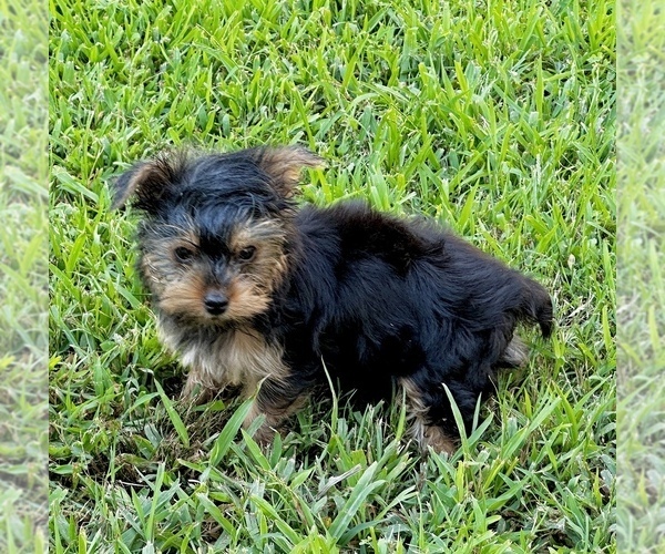 Medium Photo #7 Morkie Puppy For Sale in CASSVILLE, MO, USA