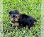 Small #6 Morkie