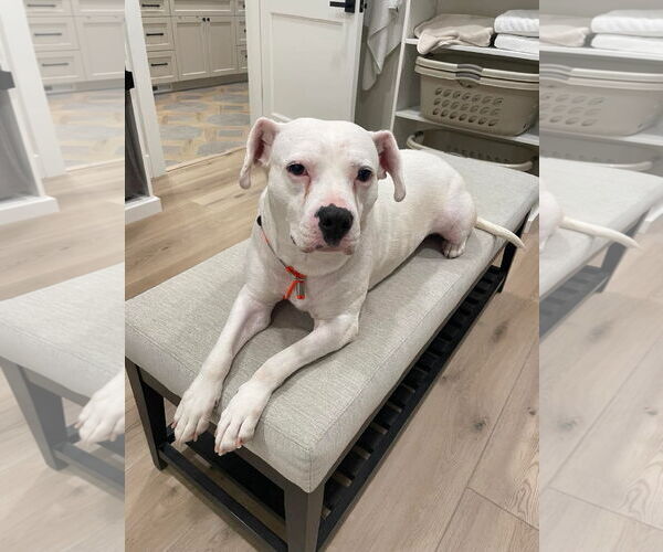 Medium Photo #5 American Pit Bull Terrier-Unknown Mix Puppy For Sale in Germantown, OH, USA