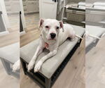 Small #4 American Pit Bull Terrier Mix