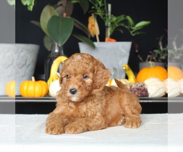 Medium Photo #3 Goldendoodle (Miniature) Puppy For Sale in AUGUSTA, WV, USA