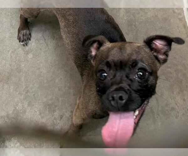 Medium Photo #1 Pug-Unknown Mix Puppy For Sale in Santa Rosa, CA, USA