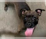 Small Pug Mix