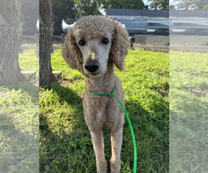 Poodle (Standard) Dogs for adoption in Pacolet, SC, USA