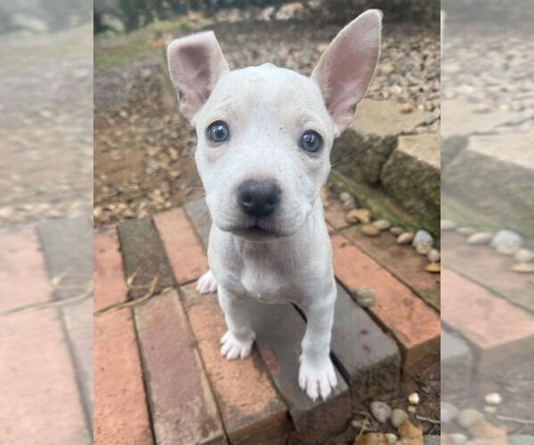 Medium Photo #14 Bullboxer Pit Puppy For Sale in OKLAHOMA CITY, OK, USA