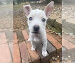 Small #13 Bullboxer Pit
