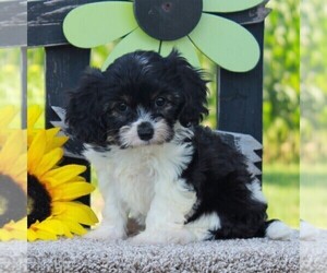 Cavachon Puppy for sale in GORDONVILLE, PA, USA