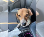 Small #1 Beagle