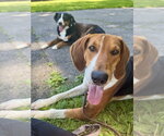 Small Photo #10 Treeing Walker Coonhound Puppy For Sale in Brewster, NY, USA