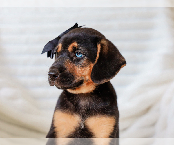 Medium Photo #2 Beagle-Mutt Mix Puppy For Sale in LIBERTY, KY, USA