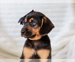 Small #1 Beagle-Mutt Mix