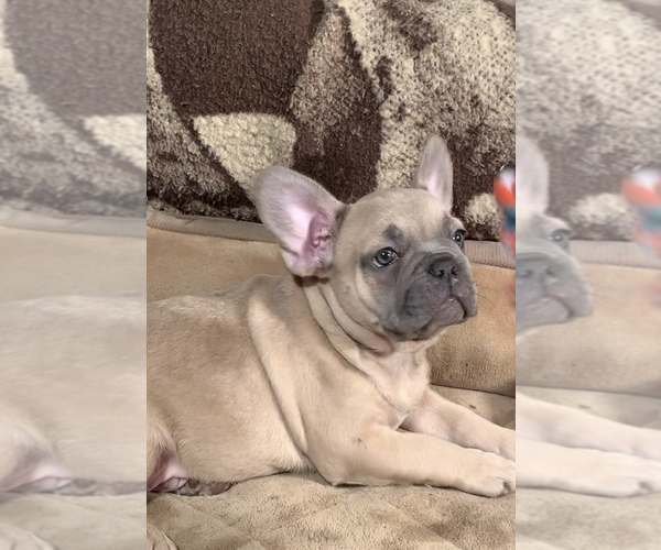 View Ad French Bulldog Puppy For Sale Near Oregon Medford Usa Adn 198960