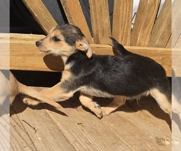 Medium Photo #3 Chihuahua-Norfolk Terrier Mix Puppy For Sale in Peralta, NM, USA