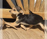 Small #2 Chihuahua-Norfolk Terrier Mix