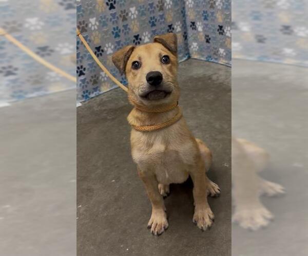 Medium Photo #2 Labrador Retriever Puppy For Sale in Rosenberg, TX, USA