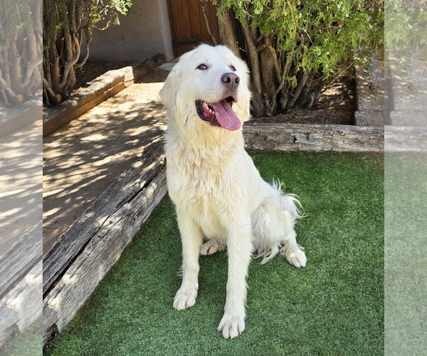 Medium Photo #2 Great Pyrenees Puppy For Sale in Albuquerque, NM, USA