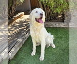 Small #1 Great Pyrenees