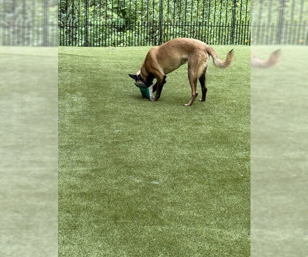 Medium Photo #1 Mutt Puppy For Sale in Imlay City, MI, USA