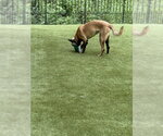 Pedro located in Georgia - Male Mutt Dog for Adoption - Small photo