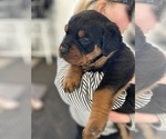 Small Rottweiler