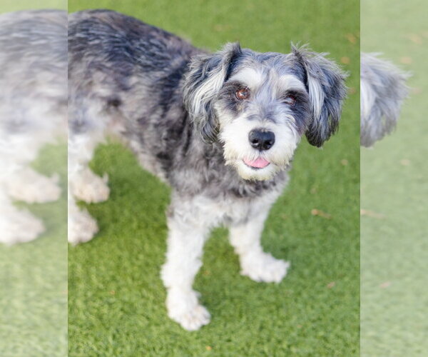 Medium Photo #3 Mutt Puppy For Sale in Canton, CT, USA