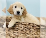 Small Photo #4 Golden Retriever Puppy For Sale in CINCINNATI, OH, USA