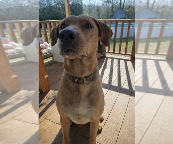 Medium Photo #3 Labrador Retriever-Unknown Mix Puppy For Sale in Canton, CT, USA