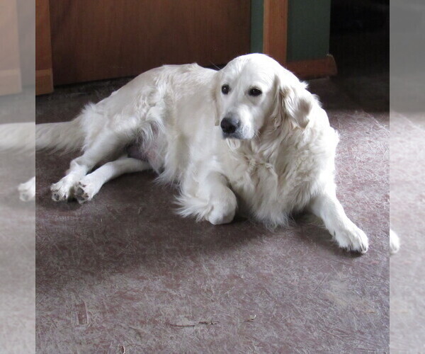 Medium Photo #22 English Cream Golden Retriever Puppy For Sale in NORTHWOOD, OH, USA