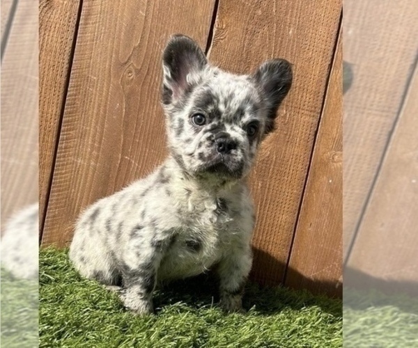 Medium Photo #7 French Bulldog Puppy For Sale in PORTLAND, OR, USA