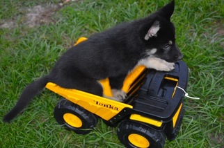 German Shepherd Dog-Siberian Husky Mix Puppy for sale in BRADENTON, FL, USA