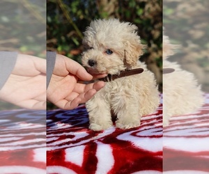 Poodle (Miniature) Puppy for sale in DYERSBURG, TN, USA