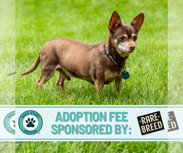 Medium Photo #1 Chipin Puppy For Sale in Princeton, MN, USA