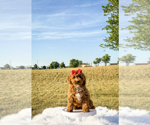 Goldendoodle-Poodle (Toy) Mix Puppy for sale in GRIFFITH, IN, USA