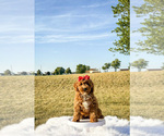 Image preview for Ad Listing. Nickname: Litter of 6