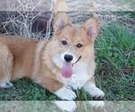 Small Photo #8 Pembroke Welsh Corgi Puppy For Sale in LUTHER, OK, USA