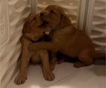 Small #9 Golden Retriever