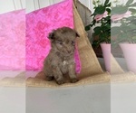 Small Photo #4 Miniature Labradoodle Puppy For Sale in SPARTA, KY, USA