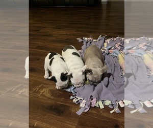 French Bulldog Litter for sale in KANSAS CITY, MO, USA