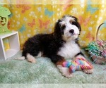 Small Photo #7 Bernedoodle Puppy For Sale in COLORADO SPRINGS, CO, USA