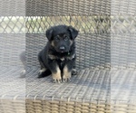 Small Photo #14 German Shepherd Dog Puppy For Sale in RIVERDALE, MD, USA