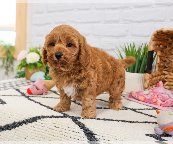 Medium Photo #6 Cavapoo (Miniature) Puppy For Sale in SYRACUSE, IN, USA