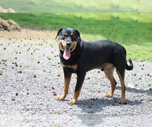 Medium Photo #6 Rottweiler-Unknown Mix Puppy For Sale in White Hall, AR, USA