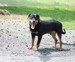 Small #5 Rottweiler Mix