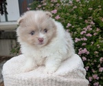 Small Photo #19 Pomeranian Puppy For Sale in GOSHEN, IN, USA