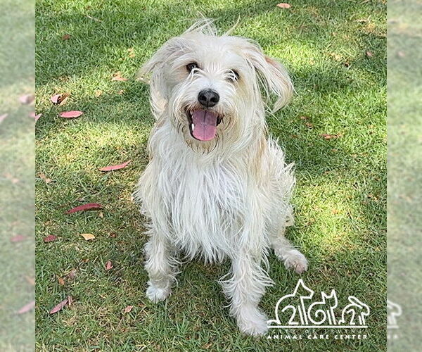 Medium Photo #1 Irish Terrier-Unknown Mix Puppy For Sale in Irvine, CA, USA