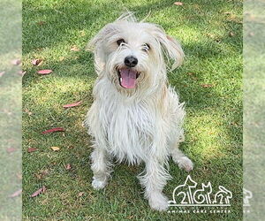 Irish Terrier-Unknown Mix Dogs for adoption in Irvine, CA, USA